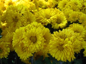 yellow-summer-flowers-hd-12