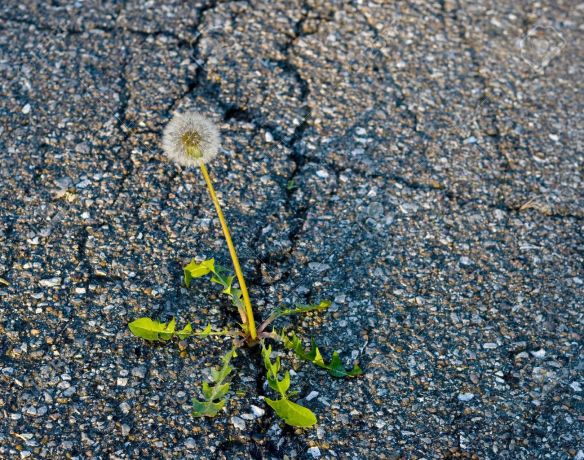 14860884-weed-growing-on-crack-in-old-asphalt-pavement--Stock-Photo