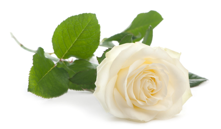 Flower-Examples-Rose-White1